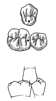 <p>cusp-fossa </p><p>(tooth to tooth arrangement) </p>