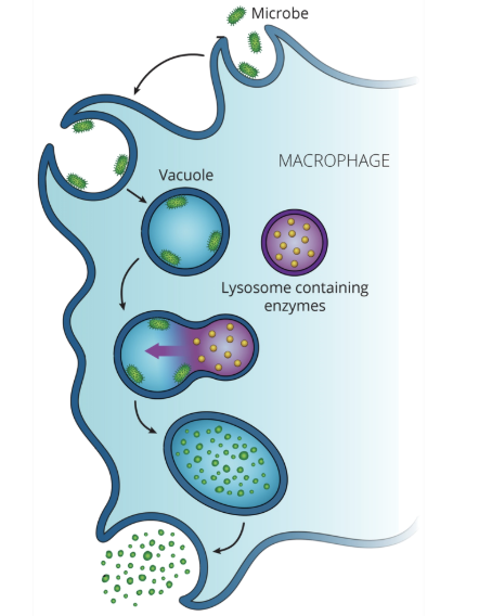 <ul><li><p>the phagocytic process is an important part of innate immunity, as extracellular pathogens are engulfed and destroyed within a phagocyte</p></li><li><p>phagocytic deficiencies can appear at various stages of this process</p></li><li><p>in patients with defective phagocytes, bacterial and fungal infections are usually frequent and severe, often causing deep abscesses </p></li></ul><p></p>