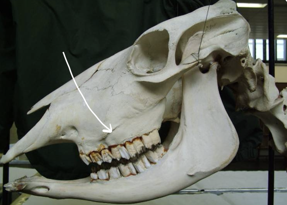 <p>Identify the labelled structure of this bovine skull</p>