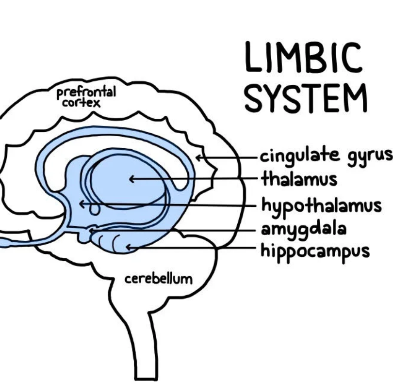 <p>group of structures ( hippocampus, amygdala, hypothalamus, thalamus, and more but those are all you need to know for ap psych ). between brain stem and cerebral cortex. controls emotions, learning, and memory. </p>