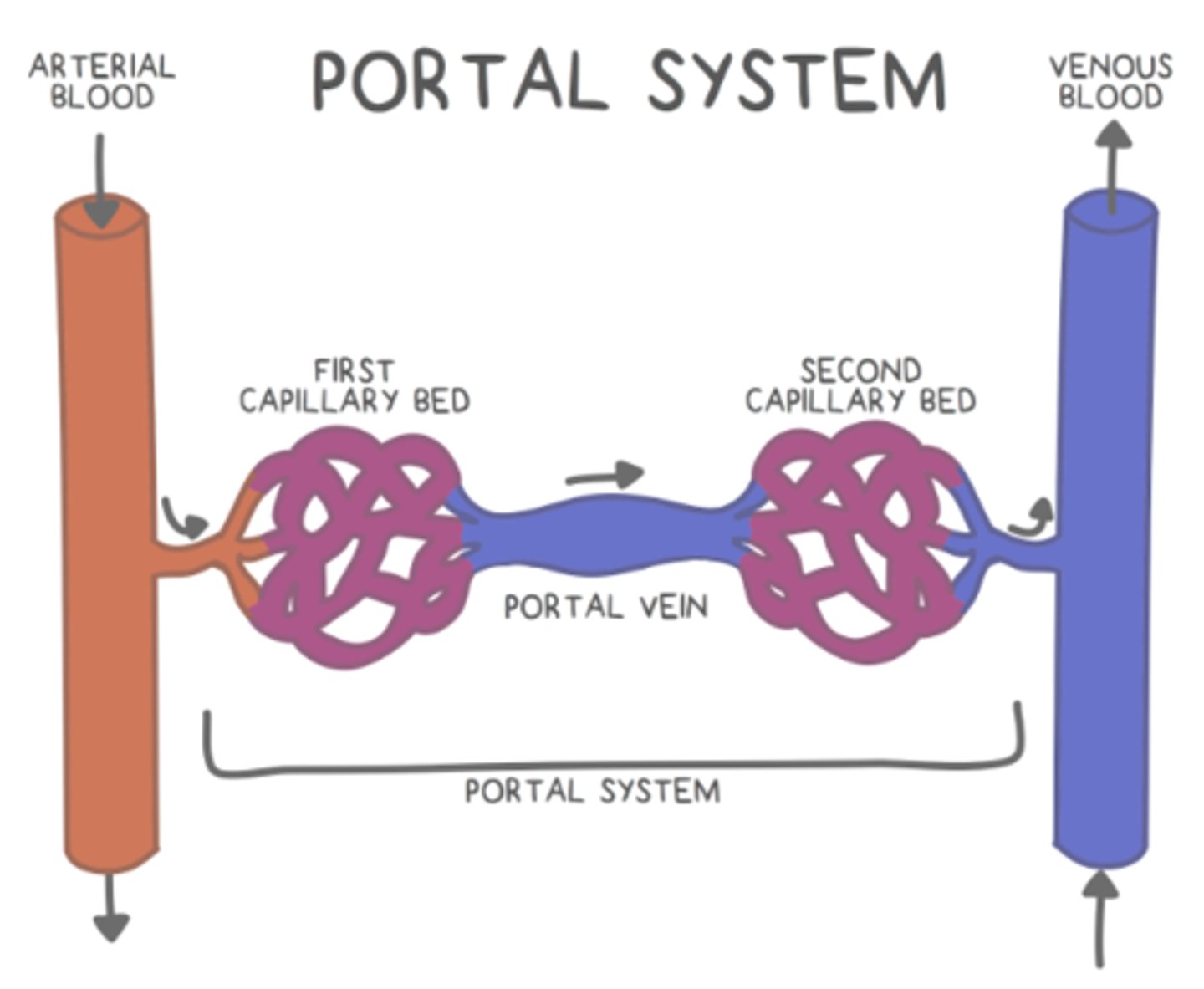 <p>hypophyseal portal system</p>