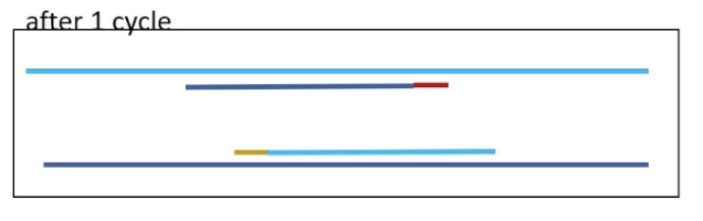 <p>Two new DNA products are made in addition to the original templates.</p>