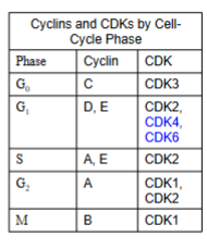 <p>-<strong> Non-receptor threnonine-serine kinases</strong></p><p>-<strong> </strong><span style="color: red"><strong>Activate RB</strong></span></p><p>- <strong>CDKs are only active when they combine with cyclins to make </strong><span style="color: red"><strong>CDK-cyclin complexes</strong></span></p><p>- <strong>The retinoblastoma (RB) protein is a tumor suppressor protein that is dysfunctional in several cancers because </strong><span style="color: red"><strong>RB gets phosphorylated by CDK </strong></span>—&gt;<span style="color: red"><strong> phosphorylated RB does not suppress tumor formation</strong></span></p><p>- <strong>RB restricts the cell’s ability to replicate DNA by preventing cell cycle progression from the G1 phase to the S phase</strong>:</p><ul><li><p><span style="color: red"><strong>RB binds </strong></span><strong>and </strong><span style="color: red"><strong>inhibits E2 promoter-binding-protein-dimerization partner (E2F-DP) dimers</strong></span><strong>, which are transcription factors of the E2F family that </strong><span style="color: red"><strong>push the cell into the S phase</strong></span></p></li><li><p><strong>RB + E2F-DP —&gt; RB-E2F-DP (cell cycle inhibited)</strong></p></li></ul><p>- <span style="color: red"><strong>Phosphorylation of RB promotes movement from the G1 phase to the S phase</strong></span></p><p>-<strong> In normal cell division, when it is time for a cell to enter the S phase, </strong><span style="color: red"><strong>CDK-cyclin complexes phosphorylate RB to pRB</strong></span><strong>, allowing E2F-DP to dissociate from pRB and become active</strong></p><p>- <span style="color: red"><strong>Excessive CDK-cyclin phosphorylation of RB</strong></span><strong> —&gt;</strong><span style="color: red"><strong> uncontrolled cell division</strong></span></p>