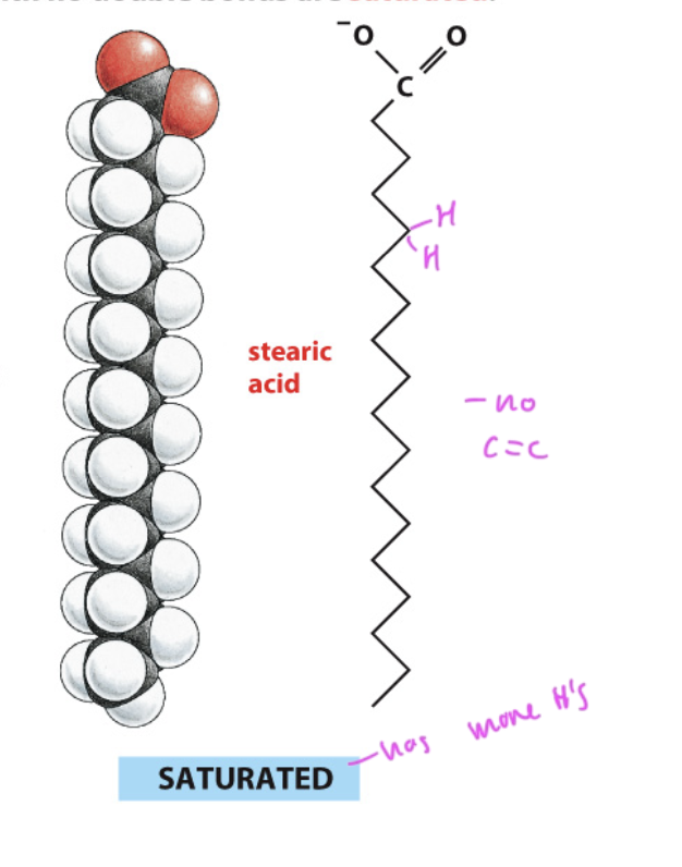 <ul><li><p>has more hydrogens since it has no C=C double bonds</p></li><li><p>has a linear shape</p></li></ul><p></p>