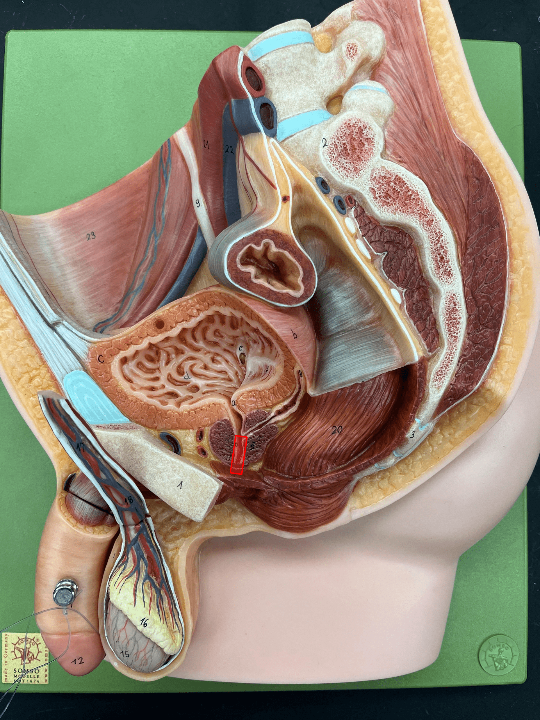 • Part of the male duct network.

• The first segment of the urethra.

• Extends from the internal urethral orifice through the prostate gland.