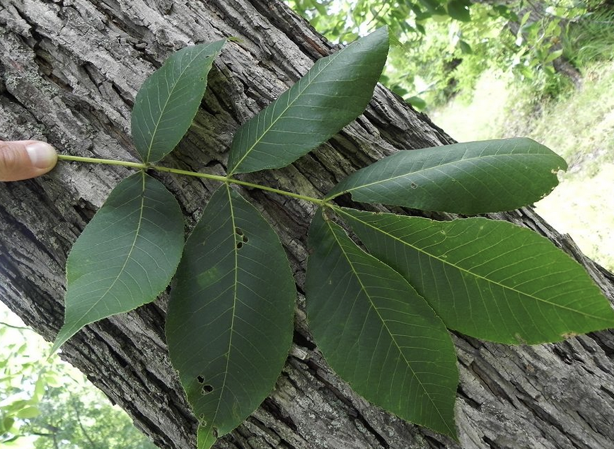 <p><em>Carya ovalis</em></p><p>Juglandaceae</p>