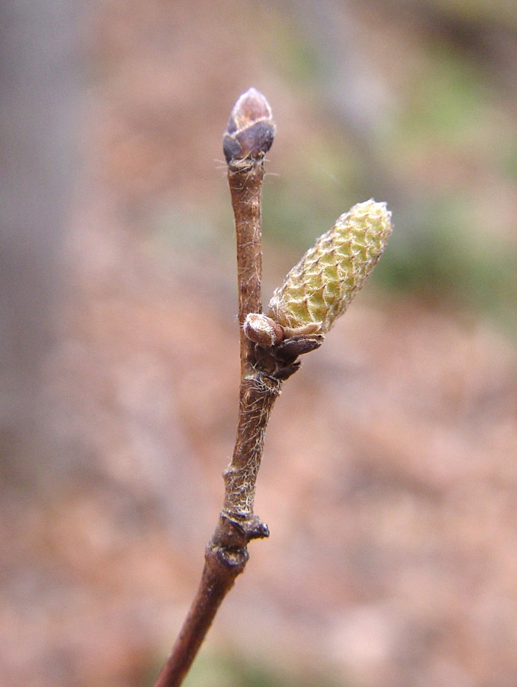 <ul><li><p>shade intol</p></li><li><p>shrub, 15-20 ft</p></li><li><p>alt branch</p></li><li><p>leaves: doubly serrate</p></li><li><p>buds: small, round, hairy, “egg in a basket”</p></li><li><p>repro: nuts enclosed in husk</p></li><li><p>2 stubby catkin</p></li></ul>