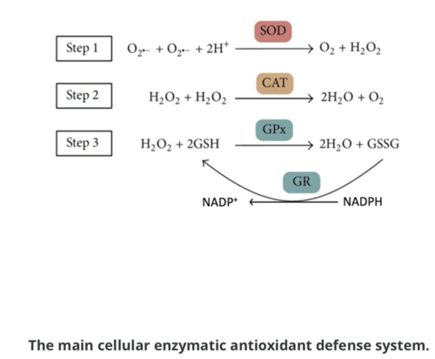 <p>Superoxide radicals are converted to hydrogen peroxide by superoxide dismutase enzyme</p><p>O* -&gt; H2O2 [superoxide dismutase, SOD]</p><p>Hydrogen peroxide is converted to water and molecular oxygen by catalase enzyme</p><p>H2O2 -&gt; H2O + O2 [catalase, CAT]</p>