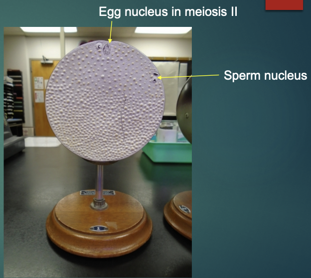 <p>explain the state of a fertilized egg in terms of the fertilization stage (according to this model)</p>