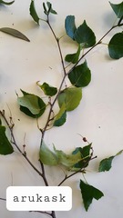 Betula pendula