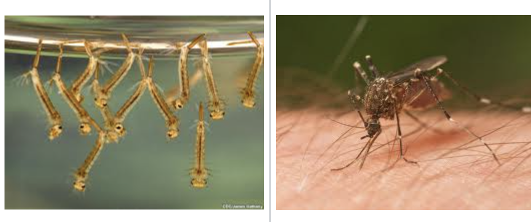 <p>importance: very-poor/acidic, stagnant water</p><p>ecology: eaten by fish, dragonflies</p><p>life: CM, females suck blood/are vectors</p><p>feeding: algae, bacteria, fungi, males eat nectar, females eat blood</p>