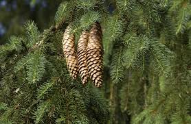 <p>Scientific name</p>