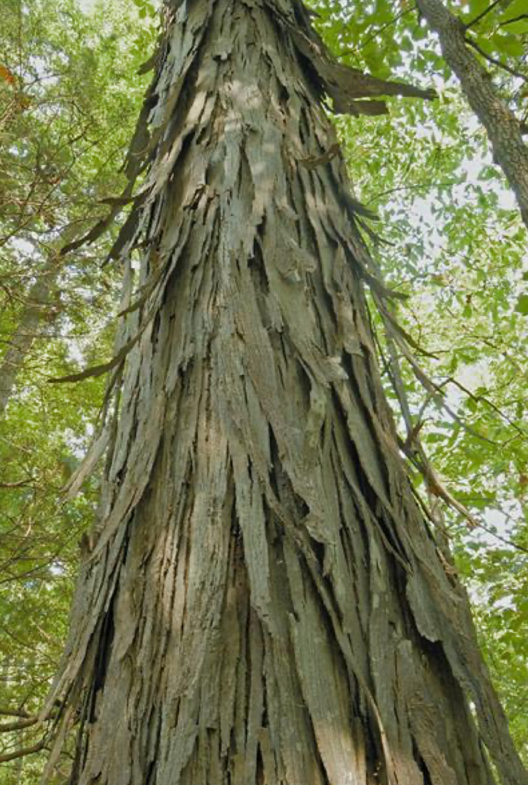 <p>shagback hickory </p>