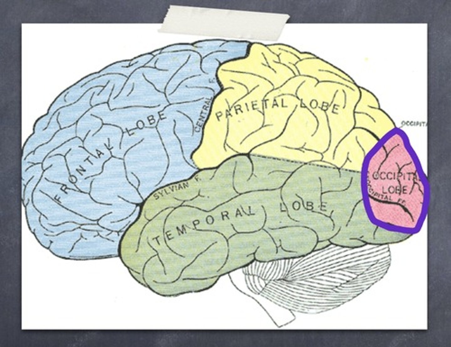 <p>Process visual information</p>