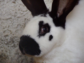 <p>Lagomorphs</p><p><span>Strict herbivores, fiber-rich diet Caecotrophy</span></p><p><span>Specialized dentition, continuously growing</span></p><p><span>Hing-gut (caecal) fermentation </span></p><p><span>Huge variety of breeds - different haircoat, external ear anatomy, body size</span></p><p><span>Lifespan 8-10 y</span></p><p><span>Social - should live in bonded pairs</span></p>