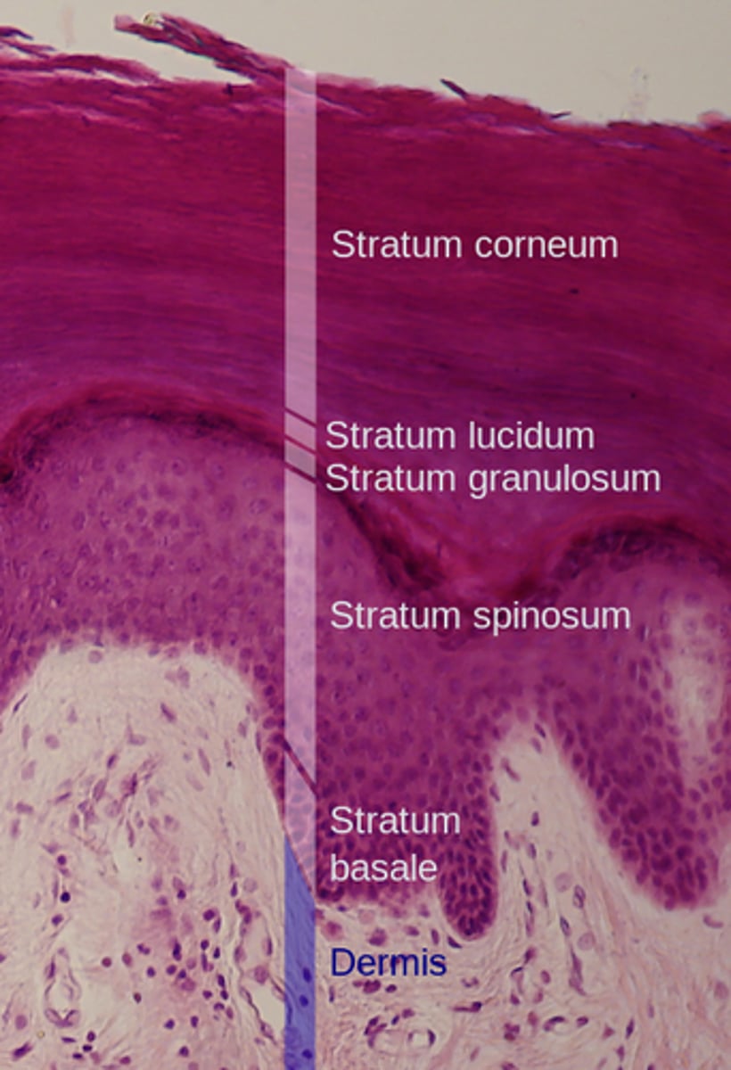 <p>Stratum corneum</p><p>Stratum lucidum</p><p>Stratum granulosum</p><p>Stratum spinosum</p><p>Stratum Basale</p>