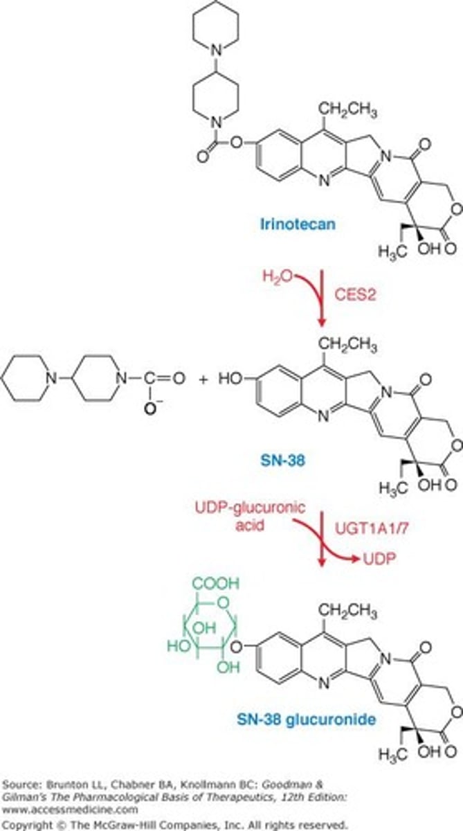 <p>UGT1A1 inactivates SN-38 to a glucuronide conjugate, which is crucial for its detoxification.</p>