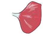 muscle fascicles spread in a triangular appearance

ex: trapezius