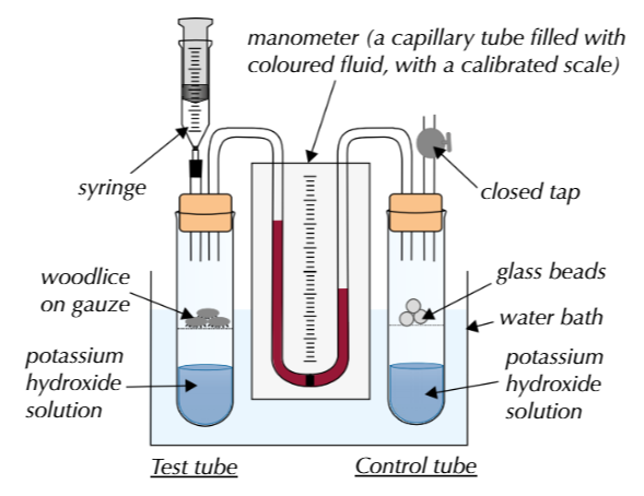 <p>Using a respirometer</p><p>As respiration occurs, the volume of the air in the test tube containing woodlice will decrease due to oxygen consumed. CO<sub>2</sub> produced is absorbed by potassium hydroxide. Pressure in the test tube will decrease and cause the coloured fluid in the capillary tube to move towards it.</p>