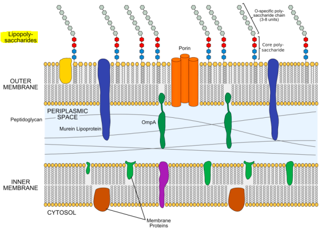 <p>a polysaccharide attached to a lipid which acts as an endotoxin </p>