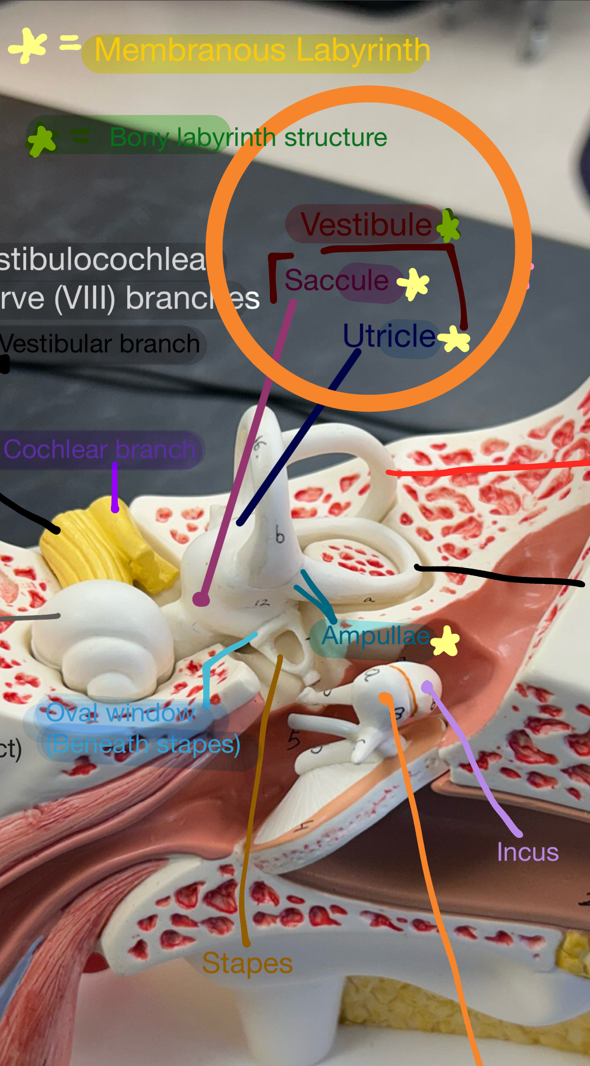 <p>Remember that the vestibule also contains a utricle and a saccule. These structures are membranous labyrinth structures, while the vestibule itself is a bony labyrinth structure. </p>