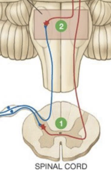 <p>________ , ________ , and ________ cross the midline in the spinal cord</p>