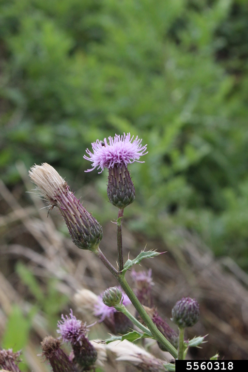 <p><span style="font-family: &quot;Calibri&quot;, sans-serif;"><strong>Asteraceae: </strong><em>Cirsium arvense</em></span></p><p><span>List B</span></p>