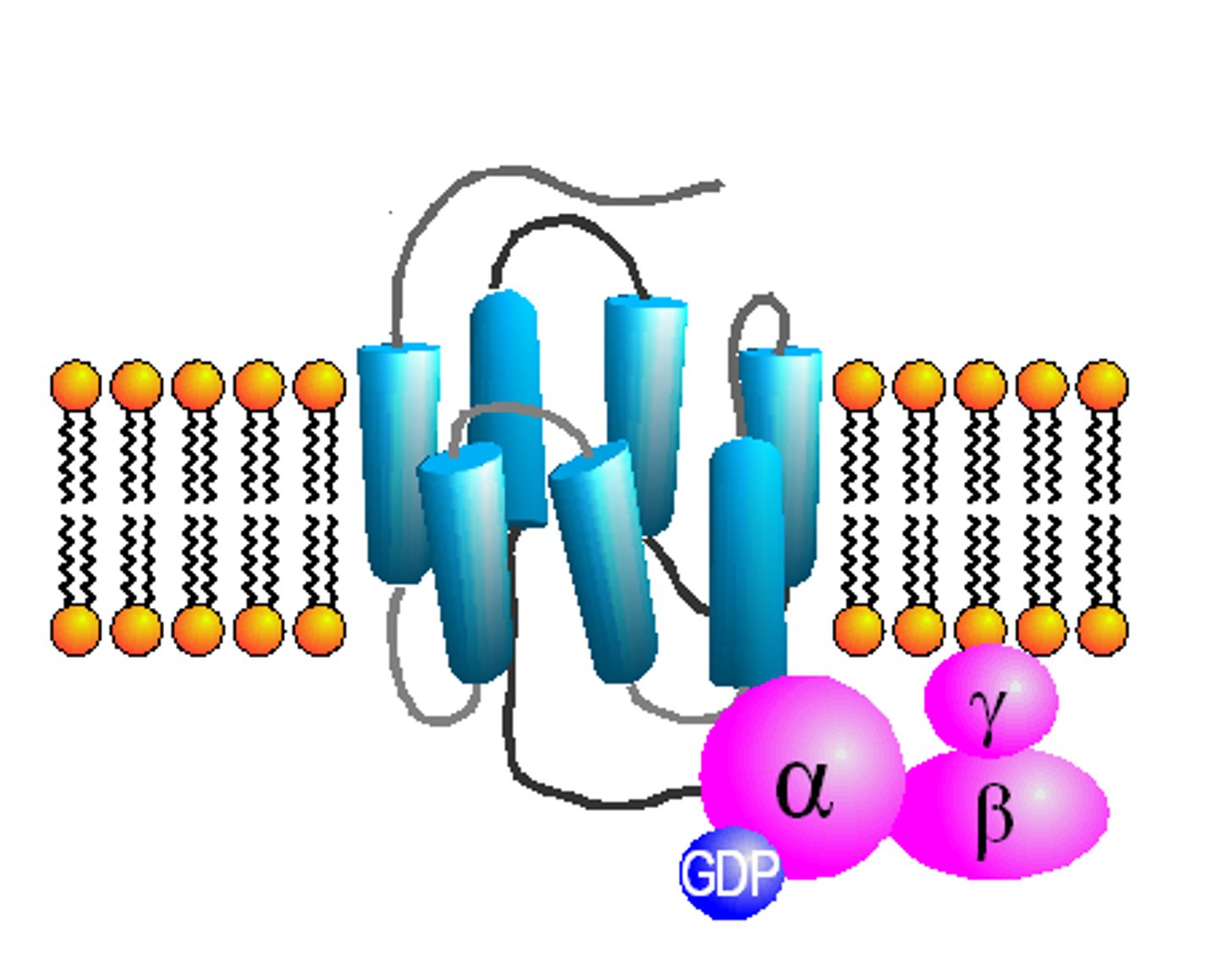 <p><mark data-color="red">Secondary messaging: G-proteins</mark></p><p>Can you label, describe and explain what this diagram is/shows?</p>