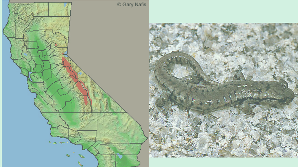 <p><span>Mount Lyell salamander. Flattened head and body,</span><br><span>granite pattern.</span></p><p><br></p>