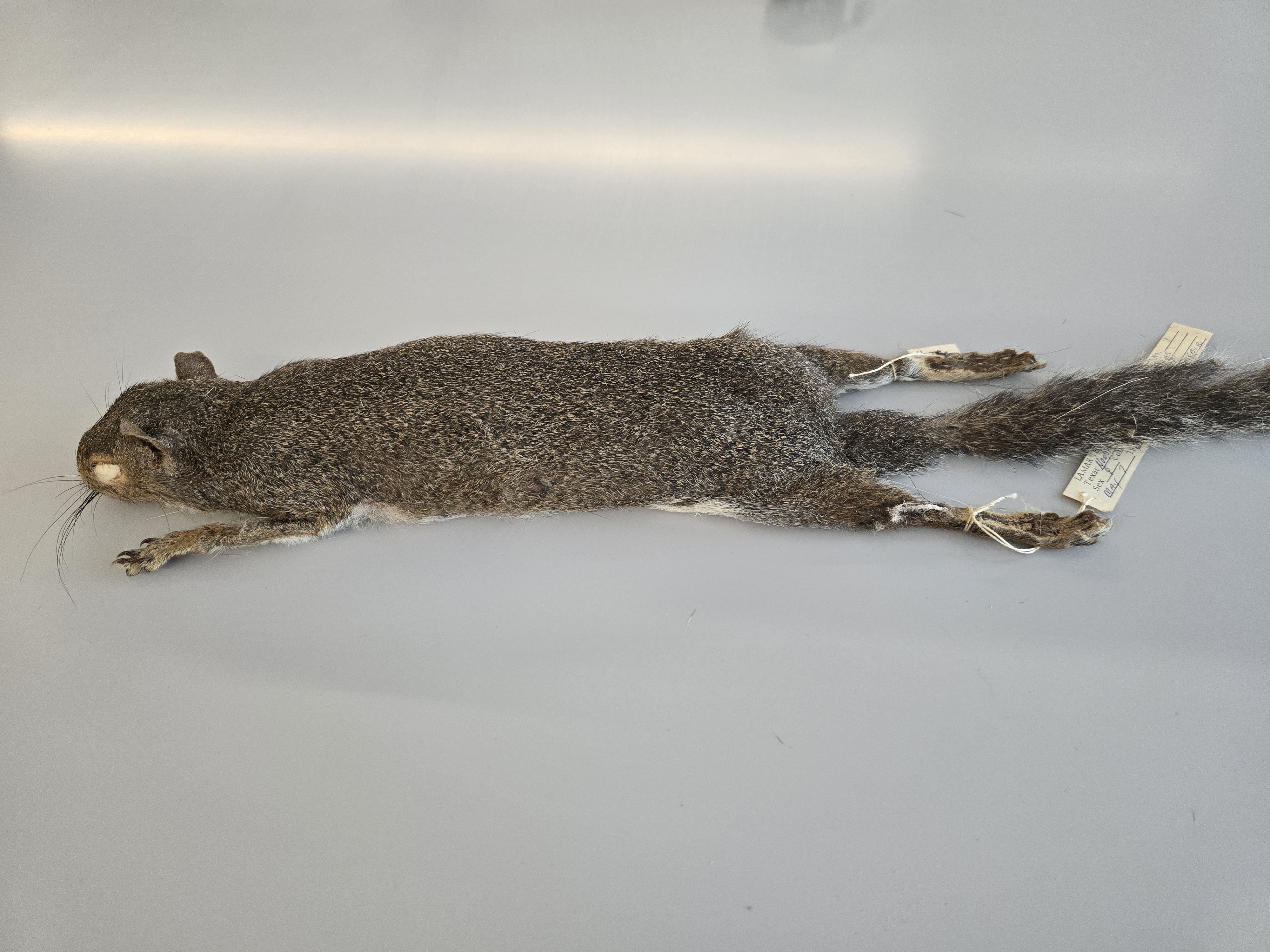 <p><span><span>Sciuridae</span></span></p>