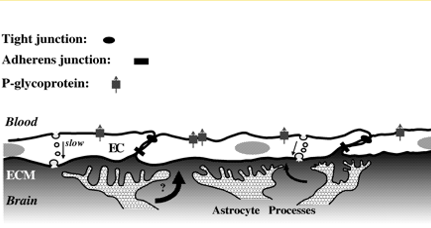 BBB is formed by endotheel cells of the blood vessels