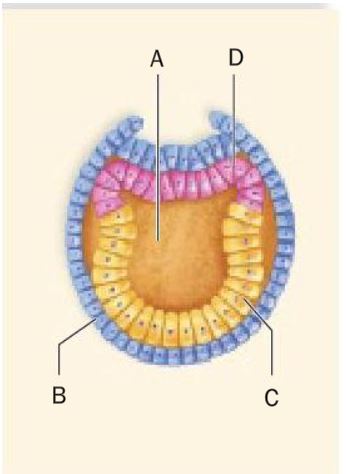 <p>gastrula stage development </p>