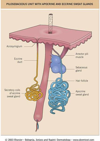 <p>-Larger than the Eccrine glands</p><p>-Located in a few areas of the body.</p><p>-Connected with hair follicles</p><p>-Begin to function at puberty</p><p>-Secrete a viscous colored substances that give characteristic odor after interaction with skin bacteria</p>