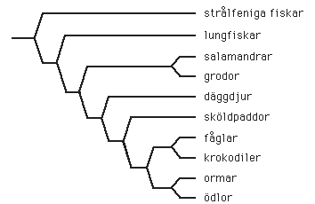 <p>Ett fylogenetiskt träd som visar olika arters utveckling och vilka förfäder de härstammar från. Det behöver inte reflektera egenskaper. Trädets rot representerar de gemensamma förfäder som gett upphov till organismerna som bildar trädet. I en förgreningspunkt antar man att det har skett en artbildning, där förfadern delades upp i två nya arter. När man förflyttar sig upp från roten till topparna flyttar man sig fram i tiden, dock sällan skalenligt. Analysen kan baseras på olika saker, tex morfologiska karaktärer som storlek, form och färg, fysiologiska karaktärer som hur organ och vävnader fungerar, ekologiska karaktärer som växtsätt, eller på DNA-sekvenser.</p>