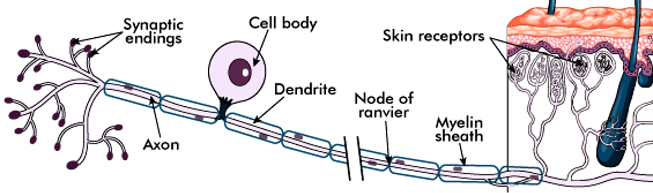 Sensory Neurone diagram