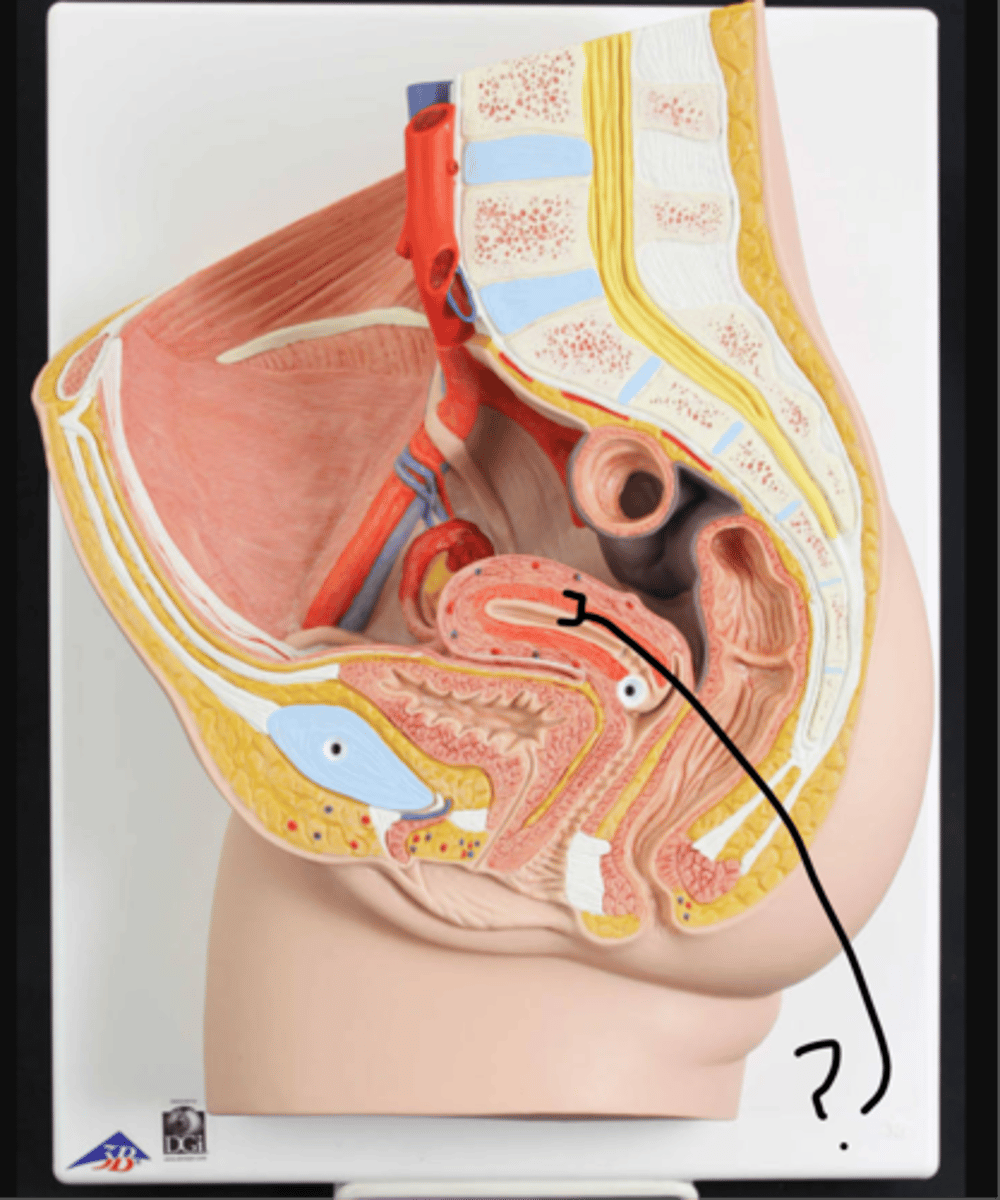 <p>name this inner lining</p>