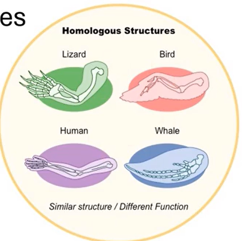 <ul><li><p>have the same structure but may have a different function</p></li><li><p>evidence of different selection pressures</p></li><li><p>evidence of a common ancestor (divergent evolution)</p></li></ul><p>*example: pentadactyl structure: people’s arms, bats wings</p>