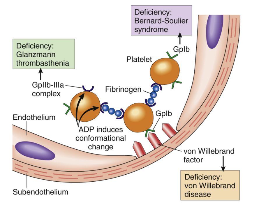 <p>Aktiveringen styrs primärt (initialt) av interaktioner mellan trombocyterna och kollagen samt vWF.</p><p><u>Adhesion</u>: medieras via glykoprotein-receptorn <strong>GpIb</strong> som binder till vWF. De har även <strong>GpIa</strong> och <strong>GpIIa</strong> som binder kollagen.</p><p><u>Konformationsändring</u>: De får <strong>pseudopodia</strong> (taggiga utskott) genom signalering vid aktivering. Det sker konformationsändring för receptor <strong>GpIIb</strong> och <strong>GpIIIa</strong> som får högre affinitet för fibrinogen.</p>