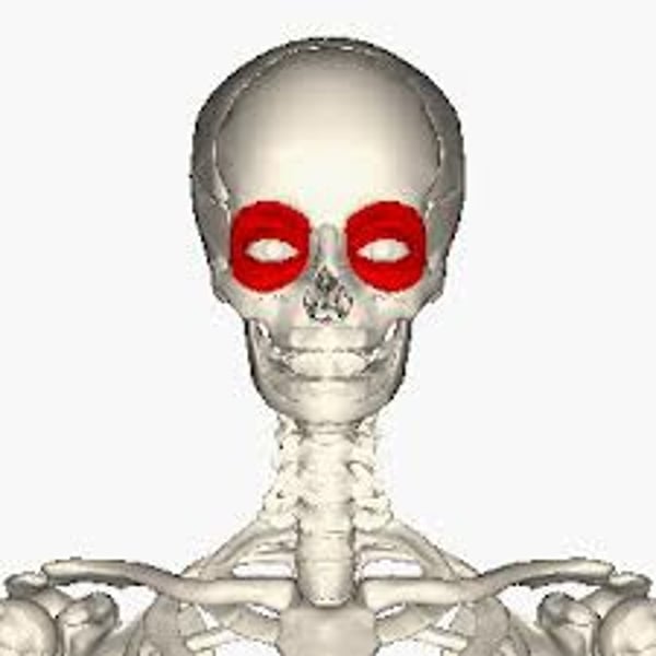 <p>origin: medial composing the orbit</p><p>insertion: circumference of orbit</p><p>prime function: closes eyelids</p>