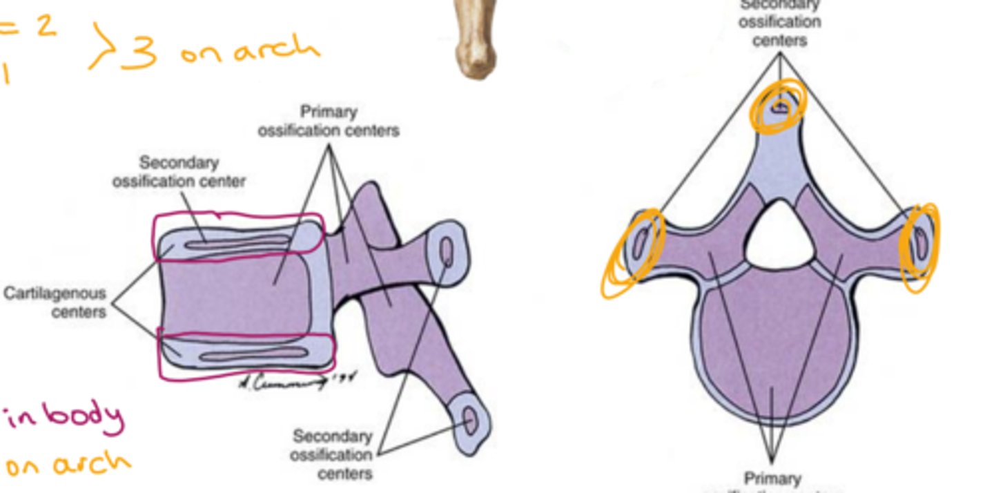 <p>superior and inferior epiphyseal rims, 2 on tips of transverse process, 1 on spinous process tip</p>