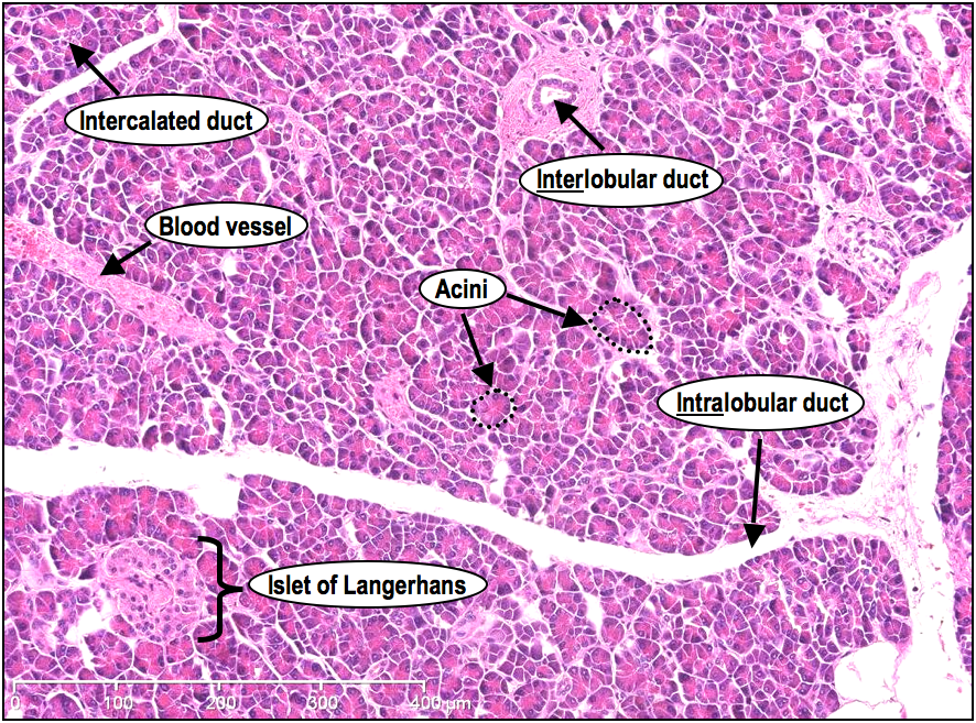 <ul><li><p>Serous acinus: secrete enzymes into intercalated ducts </p></li><li><p>Intercalated ducts: lined w/ cuboidal epithelium that secrete HCO3- </p></li></ul><p>(Dark pink= exocrine pancreas, light pink= endocrine) </p>