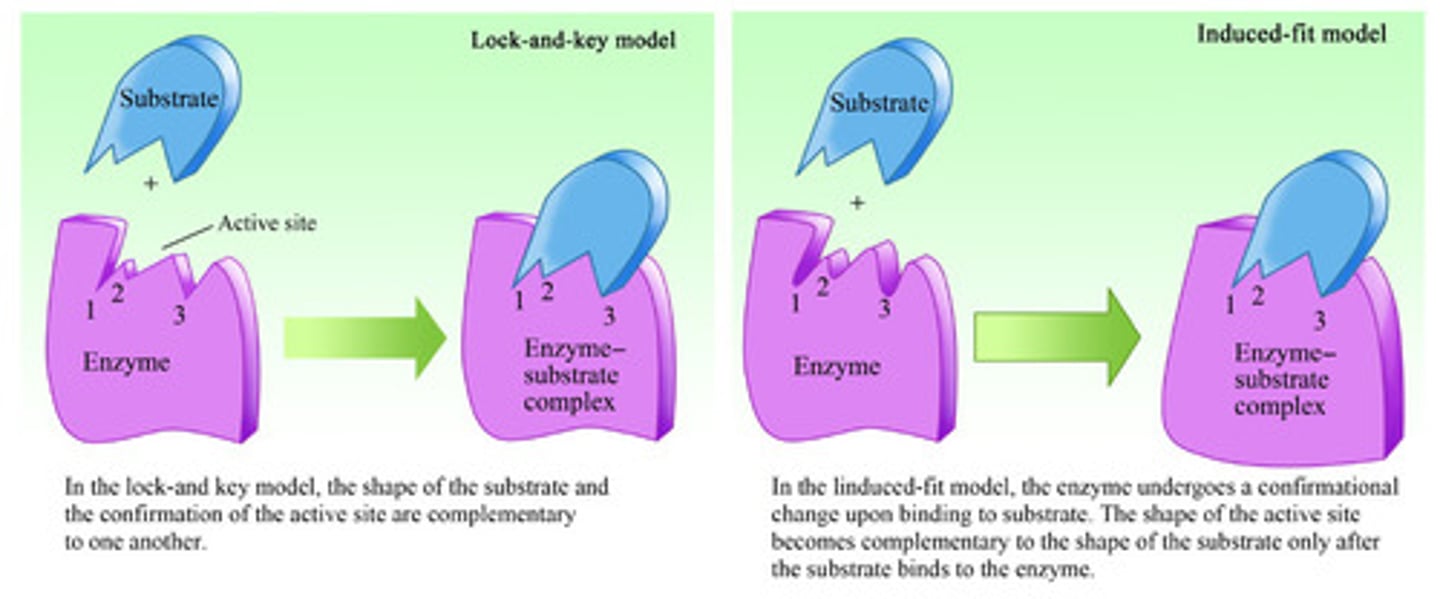 <p>The "Lock and Key" model is the idea that ligands are perfectly shaped to only fit into certain enzymes (in this case membrane receptors).</p><p>The "Induced Fit" model is the idea that ligands are not perfectly shaped but that when they bind to enzymes, the conformation of both the ligand and enzyme will change to fit tightly. This is the "induced fit."</p>