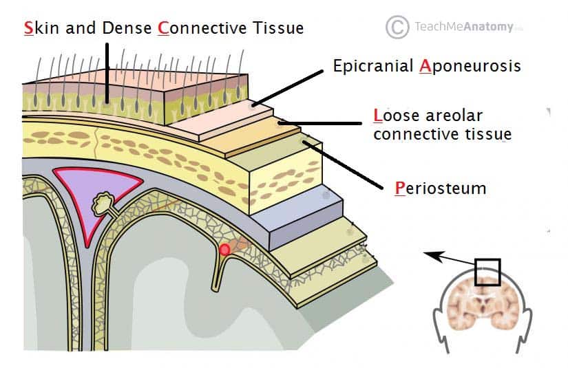 <p><strong>SCALP</strong></p><p><u>• Five layers of tissue (SCALP)</u></p><p>– Skin</p><p>– _____ tissue – contains a large number of blood vessels</p><p>– _____ Aponeurosis – strong membranous tendon connecting the anteriorly placed frontalis muscle and the posteriorly placed occipitalis.</p><p>– _____ connective tissue – allows the outer three layers to move freely over the skull.</p><p>– _____ of the cranium.</p>