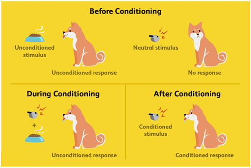 <p><strong>voor conditionering</strong></p><p>unconditioned stimulus = zonder voorwaarde bijv eten, </p><p>unconditioned rosponse = kwijlen door eten </p><p></p><p>neutral stimulus = bepaalde stimuli zijn neutraal, bijv fluitje, voordat er iets mee wordt aangeleerd, geeft ook geen respons</p><p></p><p><strong>tijdens conditionering </strong></p><p>unconditioned respons = neutrale en unconditioned stimulus worden tegelijk aangeboden, associatie = fluit > eten</p><p></p><p></p><p><strong>na conditionering </strong></p><p>conditioned stimulus = associatie zo sterk dat fluit zorgt voor kwijlen</p><p>conditioned respons = kwijlen door fluit</p><p></p><p>Appetitieve conditionering: US is positief</p><p>Aversieve conditionering: US is negatief</p>
