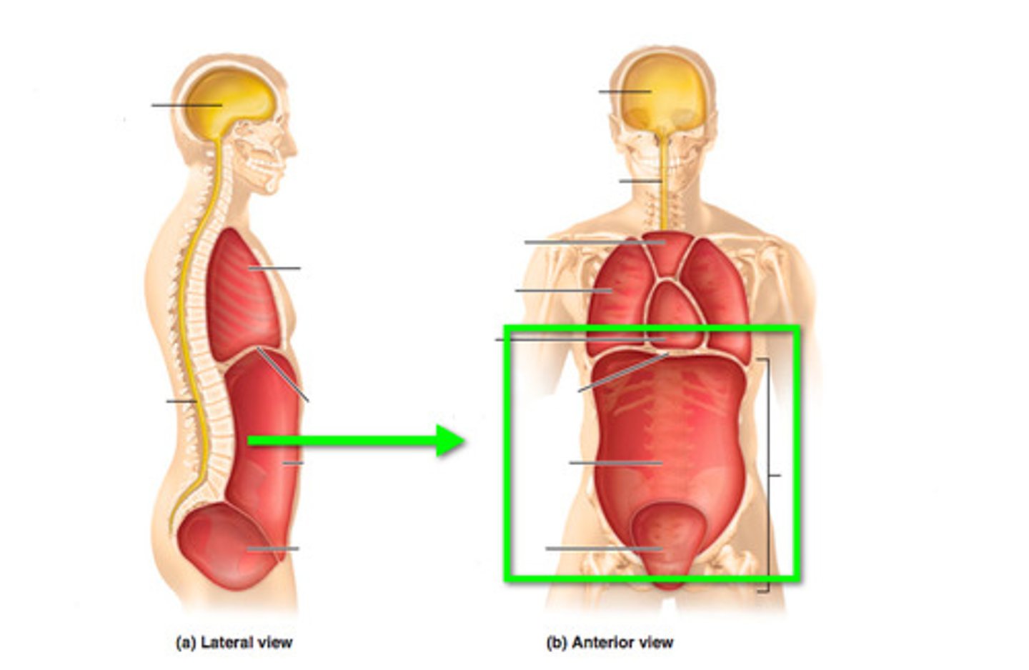 <p>contains both the abdominal and pelvic cavities; separated by membrane</p>