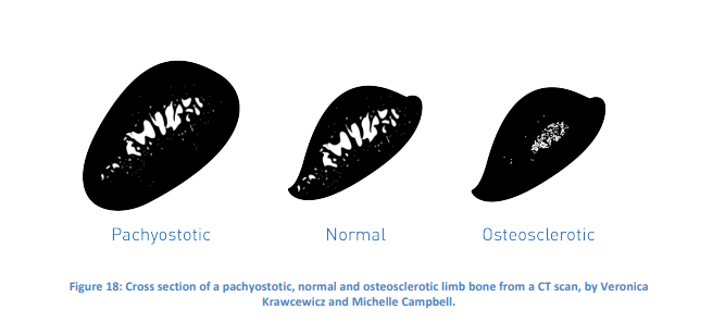 <p>pachyostosis and osteosclerosis</p>