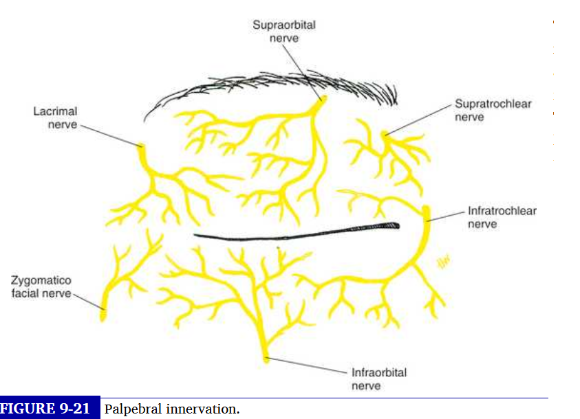 <p>motor control of levator muscle&nbsp;</p>