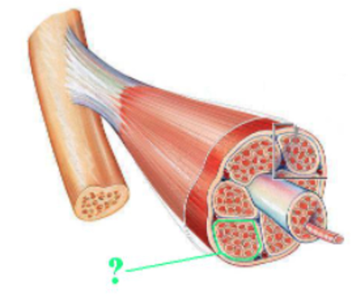 <p>fascicle</p>