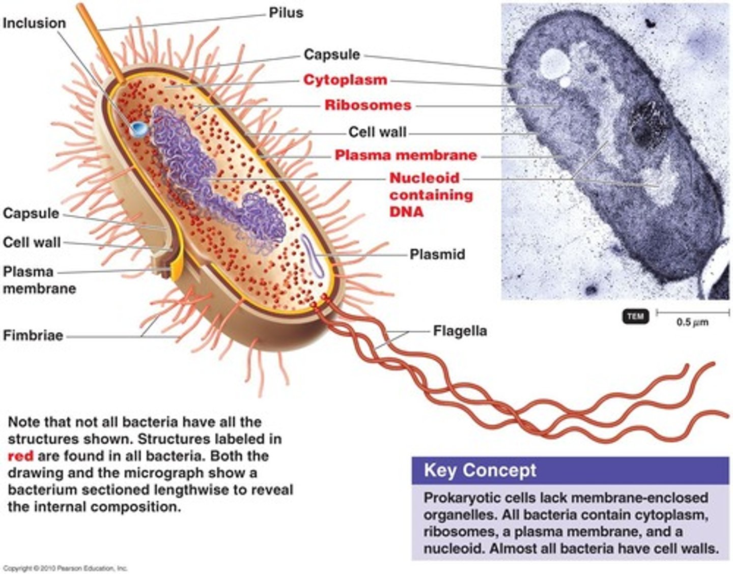 <p>Peptidoglycan in their cell walls, no sterols in their plasma membrane, reproduce by binary fission.</p>