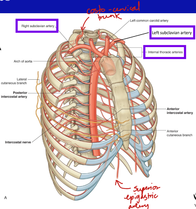 <p>The subclavian arteries.</p>
